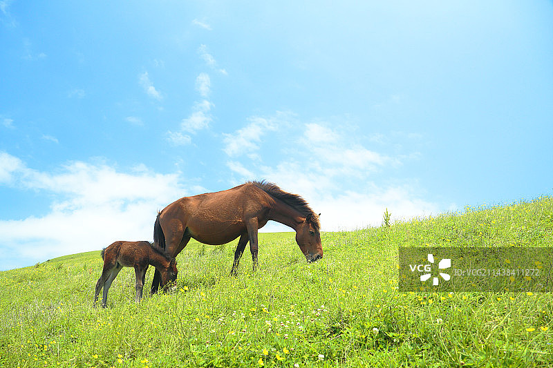 宫崎县都井岬，吃草的马群图片素材