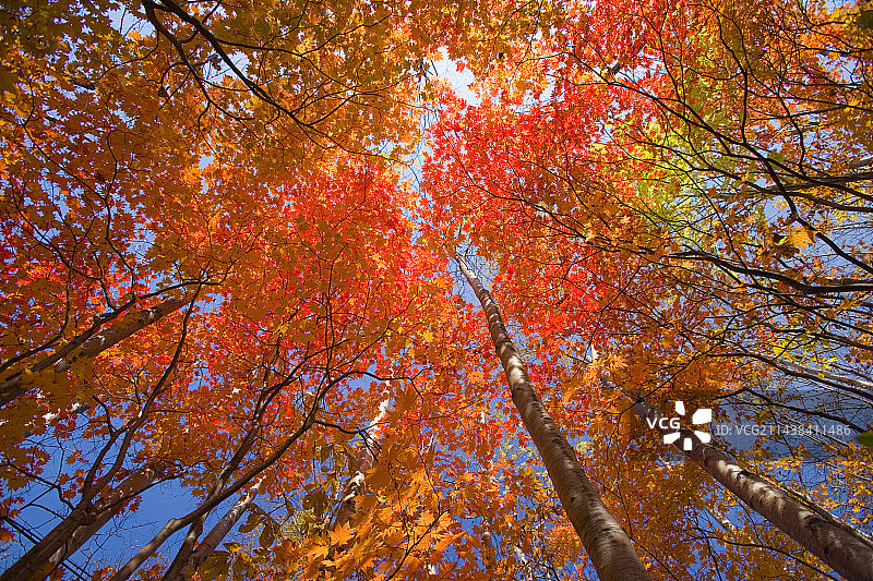 秋色日本枫树，八幡平，岩手县图片素材