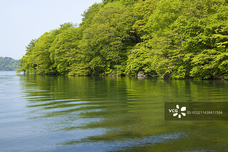 秋田县小坂町十和田湖畔的新鲜绿植图片素材