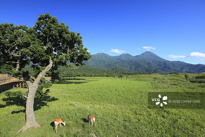 知床五湖湿地和知床山脉木板路，北海道斜里町图片素材