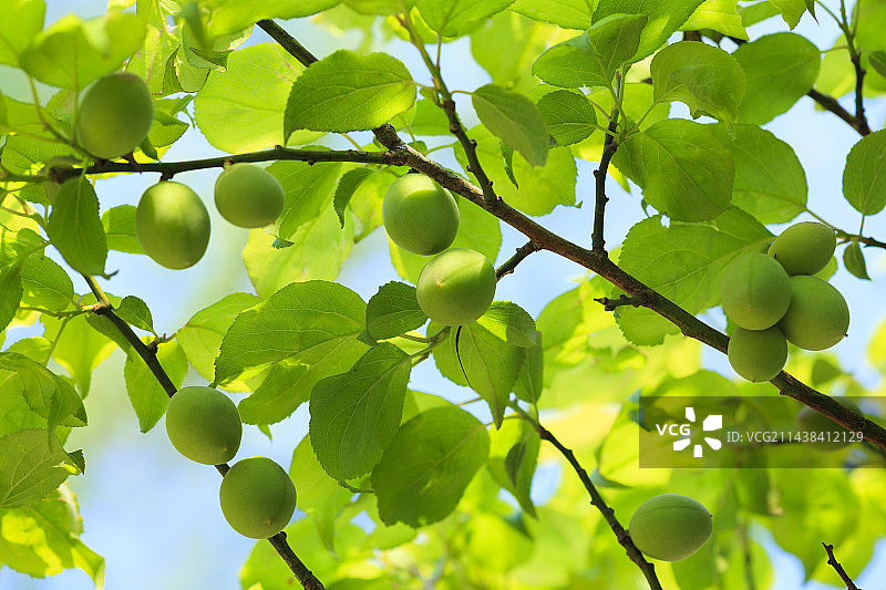 李子水果，水户，茨城县图片素材