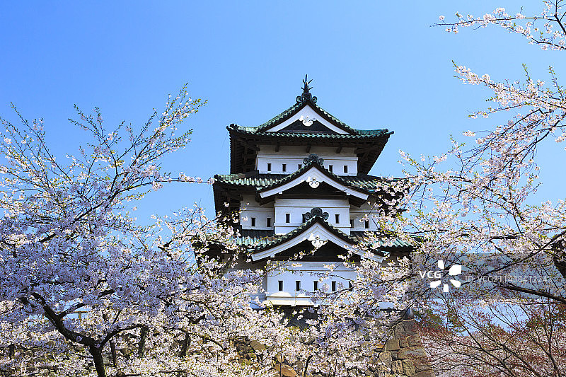 日本青森县弘前市弘前城与樱花图片素材