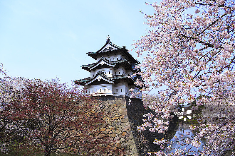 日本青森县弘前市弘前城与樱花图片素材