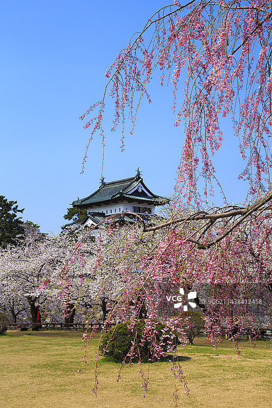 日本青森县弘前市弘前城的垂枝樱花图片素材