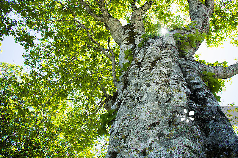 秋田县小坂町的山毛榉树图片素材