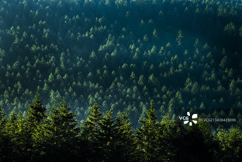 雾峰，诹访，长野县森林风光图片素材