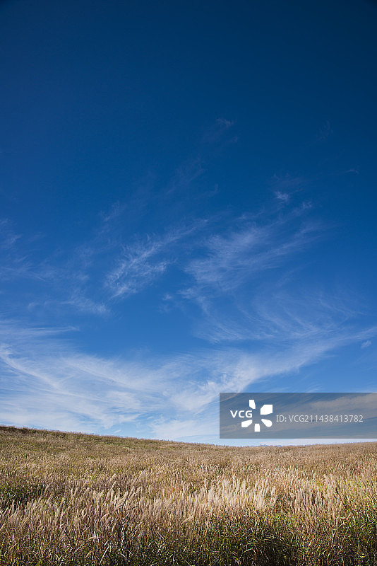 秋空下的日本芒草，雾峰，诹访，长野县图片素材
