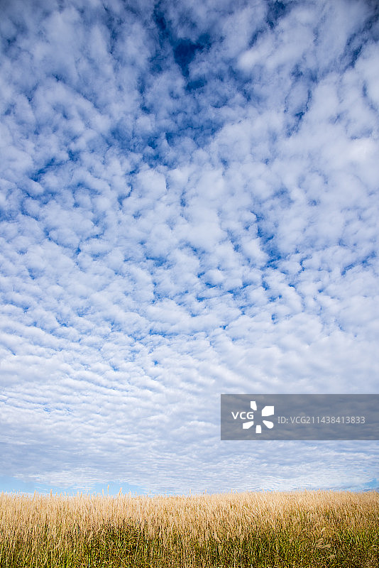 秋空下的日本芒草，雾峰，诹访，长野县图片素材