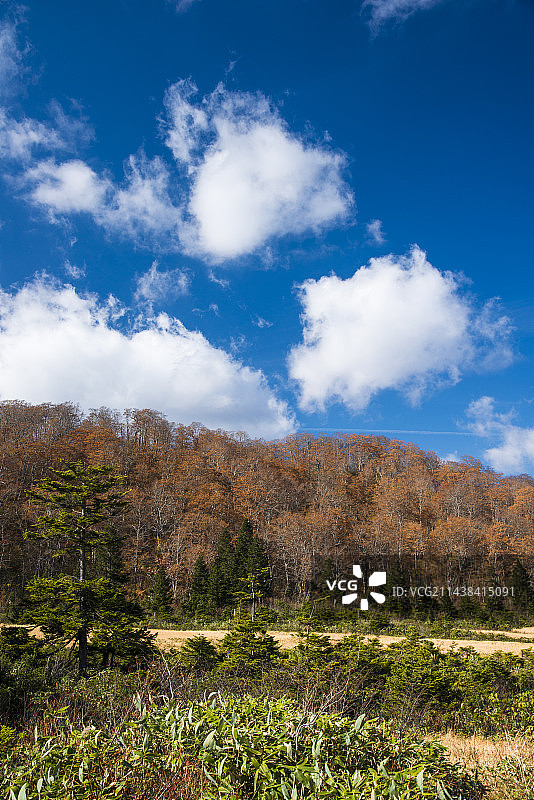 日本八幡平深秋景色，位于秋田县鹿角市图片素材