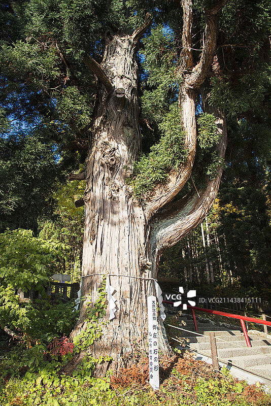 日本仙北市御座石神社的御座野石杉，秋田县图片素材