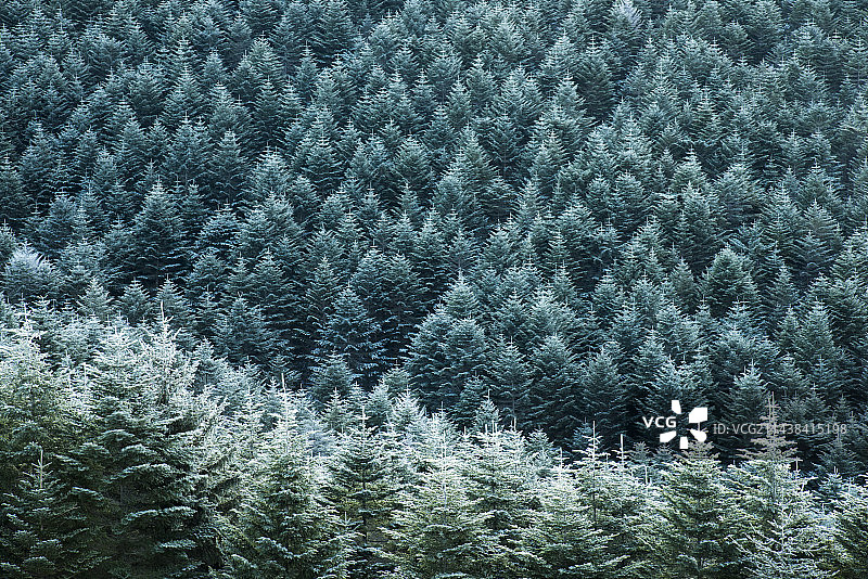 日本雾峰山诹访地区长野县冰霜覆盖的森林图片素材