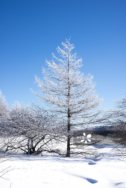 日本长野县雾峰八岛湿原的雾凇花图片素材