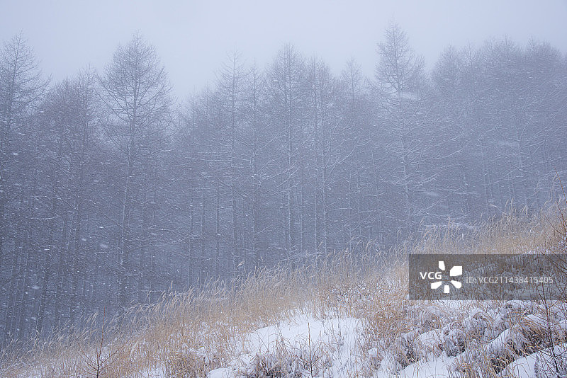 日本雾峰高原的雪，长野县图片素材