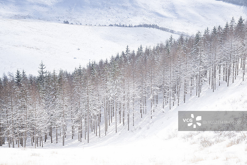 日本长野县雾峰山落叶松雪景图片素材