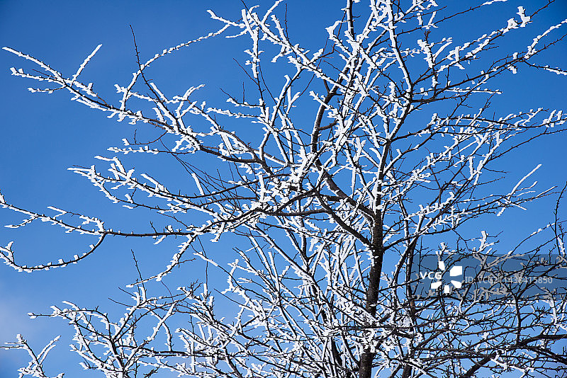蓝色天空下的银霜，日本长野县诹访雾峰山图片素材