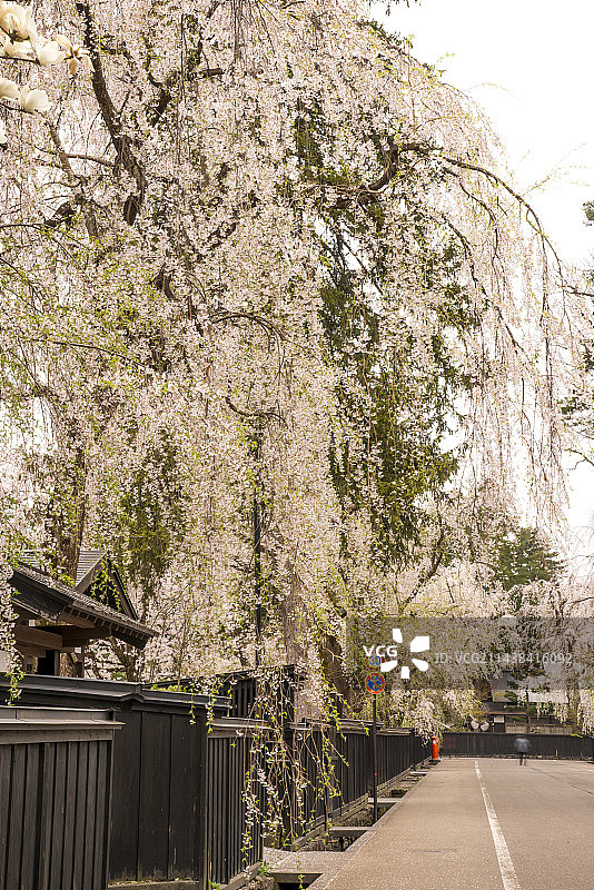 日本秋田县仙北市角馆町盛开的樱花树图片素材