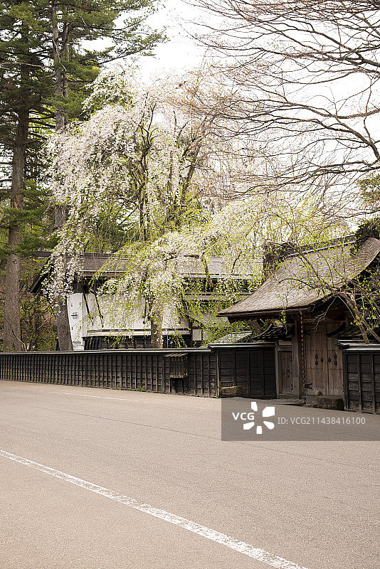日本秋田县仙北市角馆町盛开的樱花树图片素材
