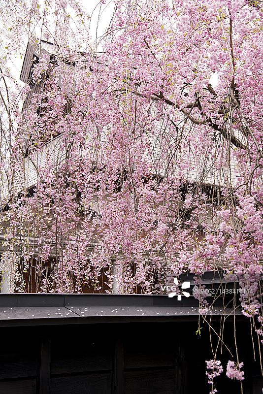 日本秋田县仙北市角馆町盛开的樱花树图片素材