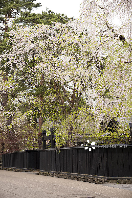 日本秋田县仙北市角馆町盛开的樱花树图片素材