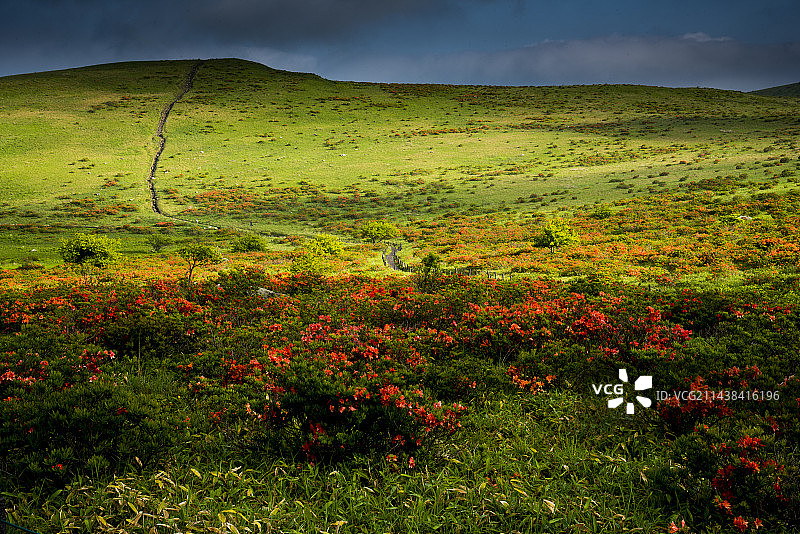 在日本，长野县，千野市，Kirigamine高原，天空照亮了日本杜鹃花的田野图片素材