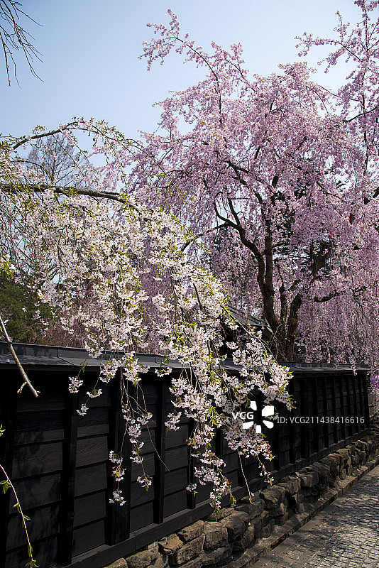 日本秋田县仙北市角馆武家屋敷通樱花图片素材
