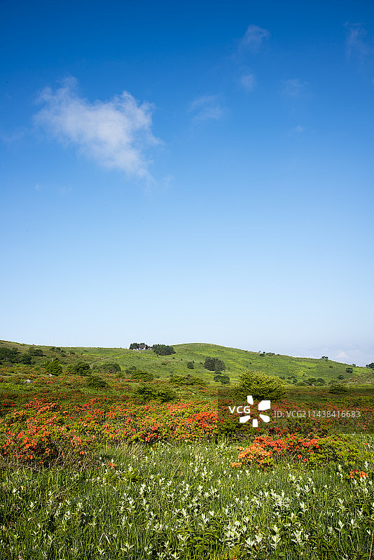 Kirigamine高原Kurumayama湿地，日本，长野县，Suwa，长野县，千野市，佐库，长野县图片素材