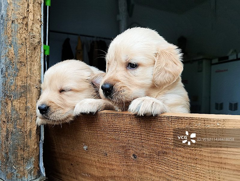 金毛仔仔图片素材