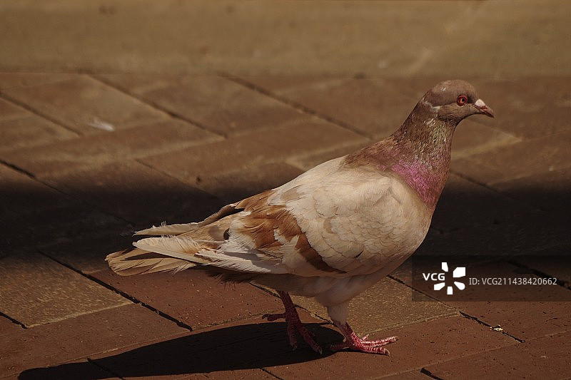 一只灰色的鸽子图片素材