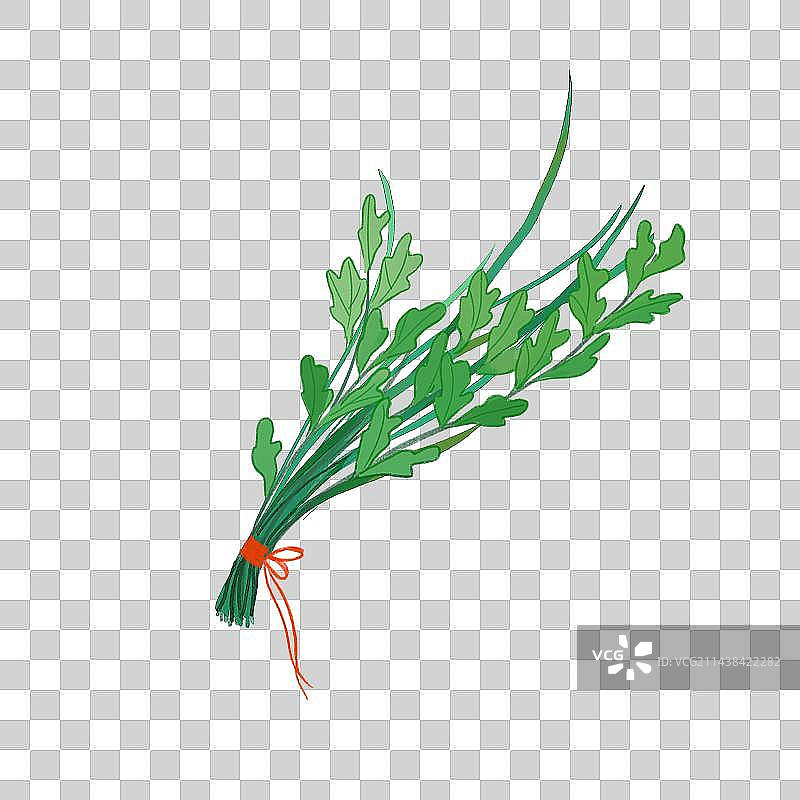 艾草插画图片素材