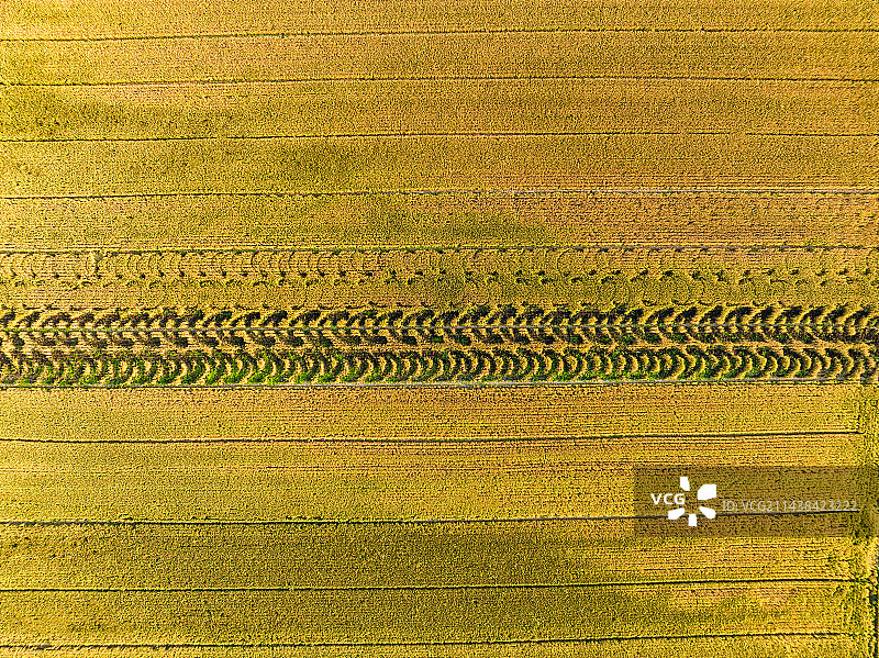 河南新乡原阳县黄河岸边麦田航拍图片素材