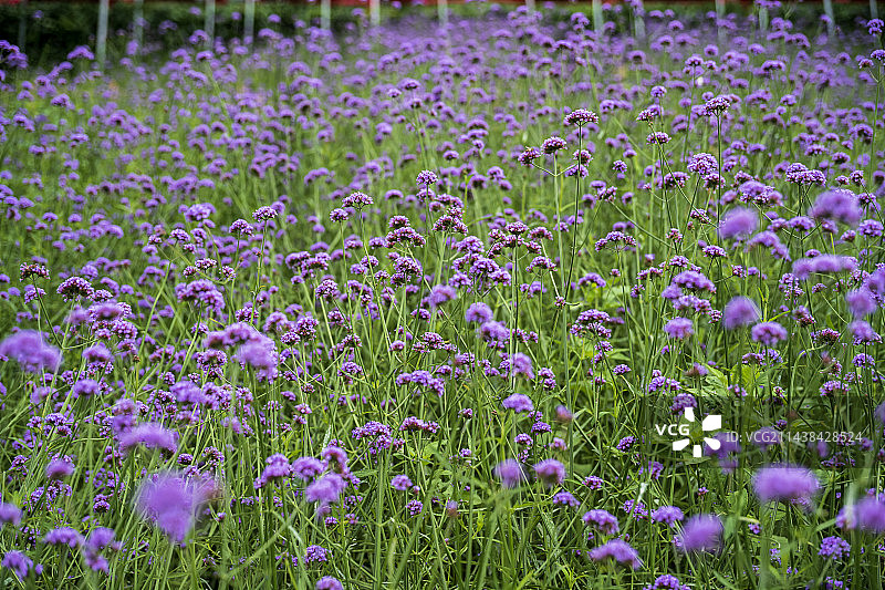 马鞭草图片素材
