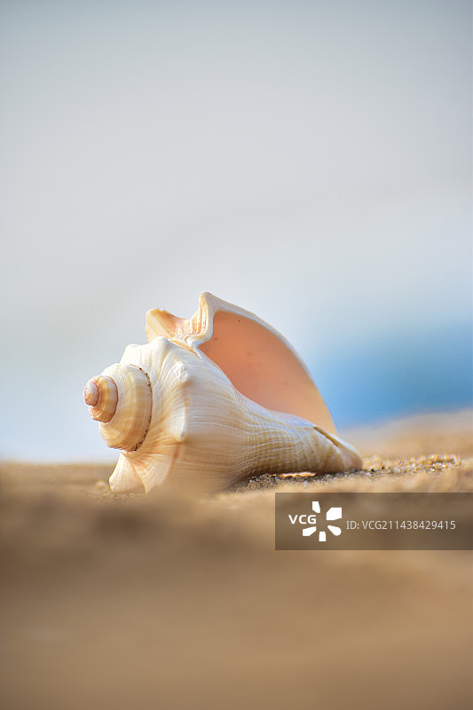 神奇海螺图片素材