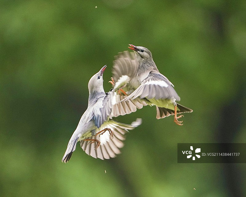 空中华尔兹图片素材
