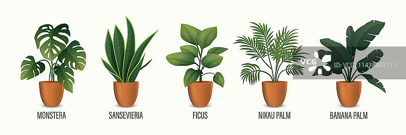 盆栽植物图标集 - 龟背竹图片素材