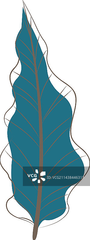 热带树叶：龟背竹、棕榈叶、椰子叶图片素材