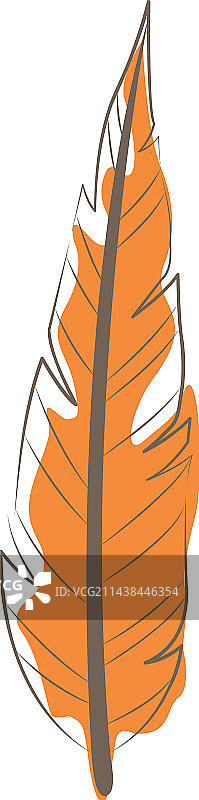 热带树叶：龟背竹、棕榈叶、椰子叶图片素材