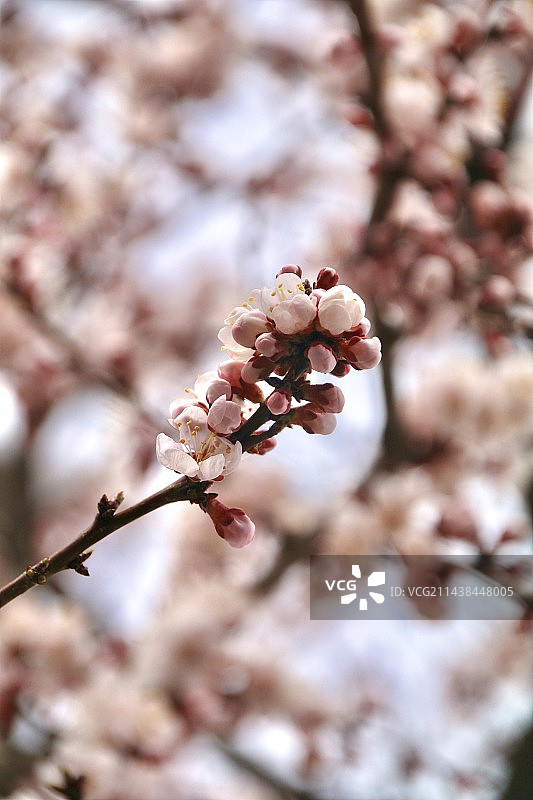 春季粉红色杏花特写，新疆伊犁新源县图片素材