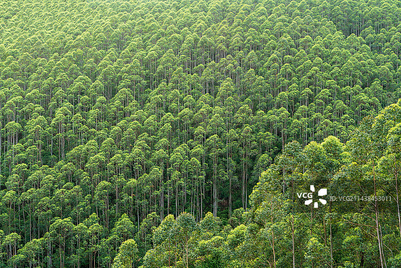 森林中桉树的高角度视图图片素材