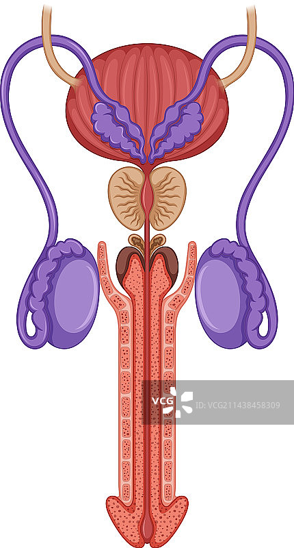男性生殖系统内部结构图片素材