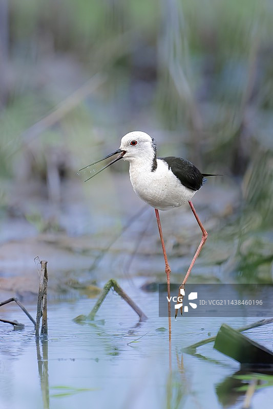 水鸟 大长腿图片素材