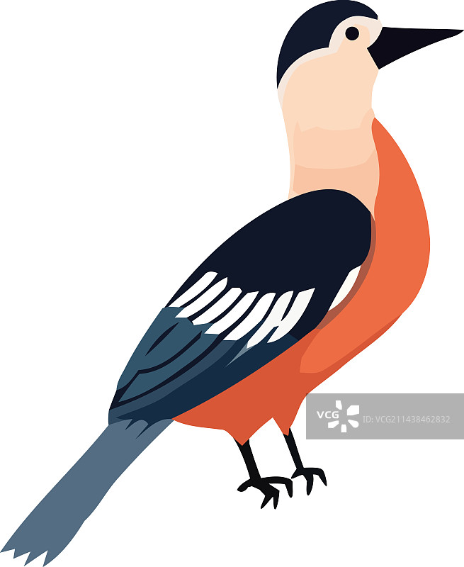 彩色可爱小鸟图片素材