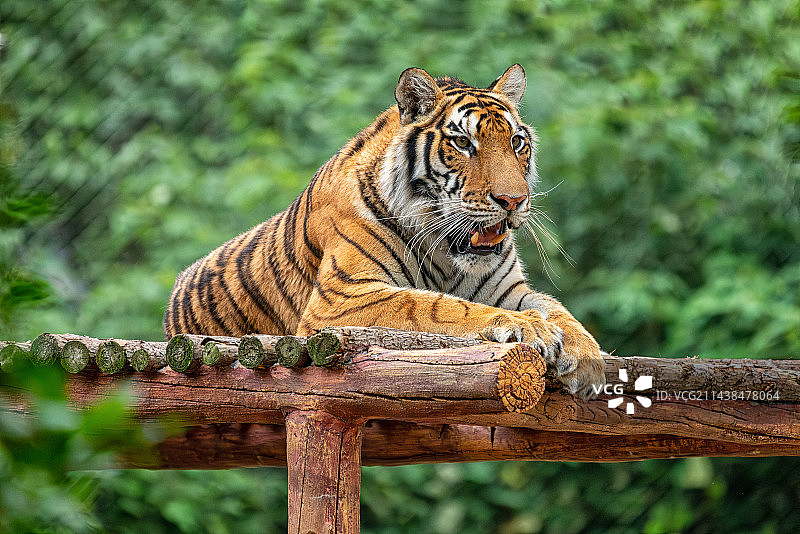 动物园的老虎图片素材