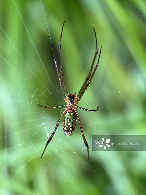 银鳞蛛图片素材