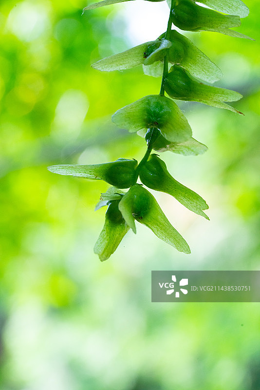 夏天树木枫杨花果图片素材
