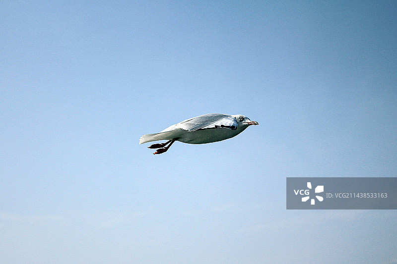 海鸥组图图片素材