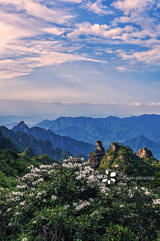 三清山杜鹃花女神图片素材