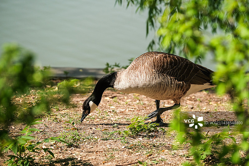冬候鸟黑雁在河边草地上觅食散步特写图片素材