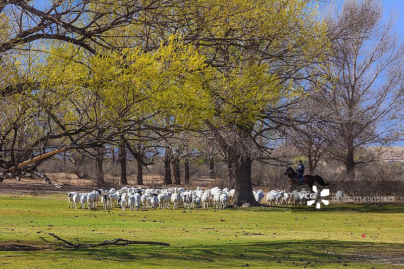 《牧羊》图片素材