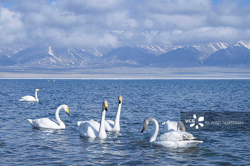 赛里木湖畔天鹅图片素材