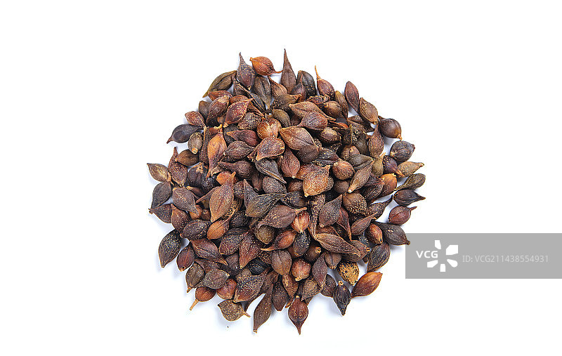 药用植物中药材小连翘图片素材